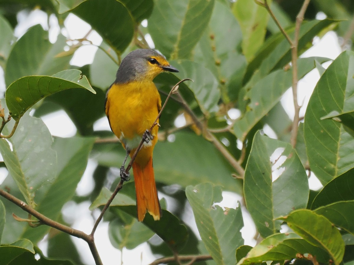 Fiery Minivet - ML642059196