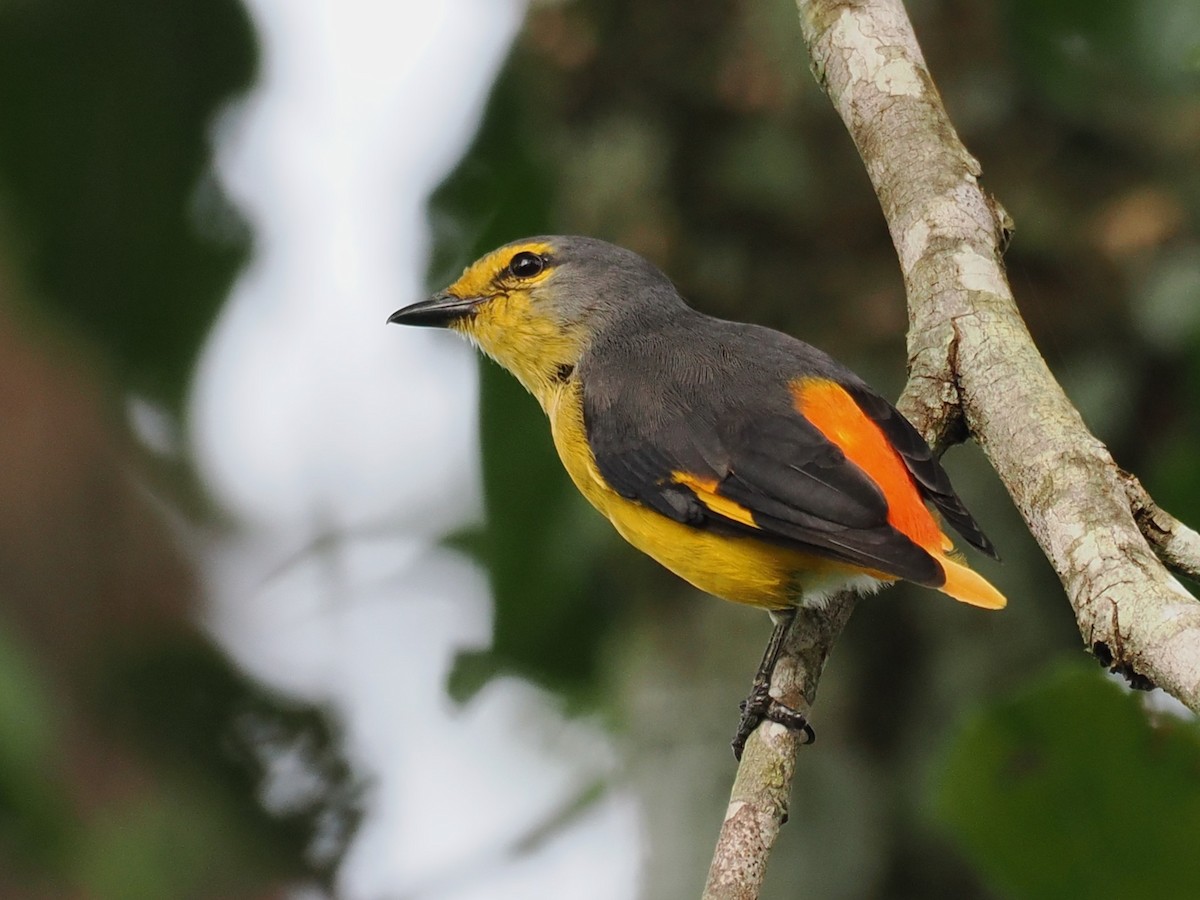 Fiery Minivet - ML642059197