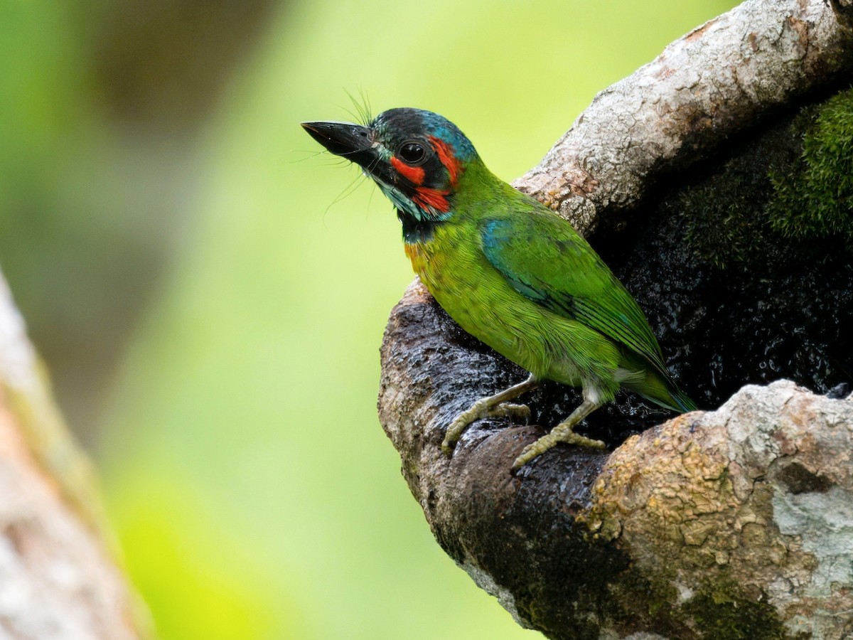 Black-eared Barbet - ML642059202