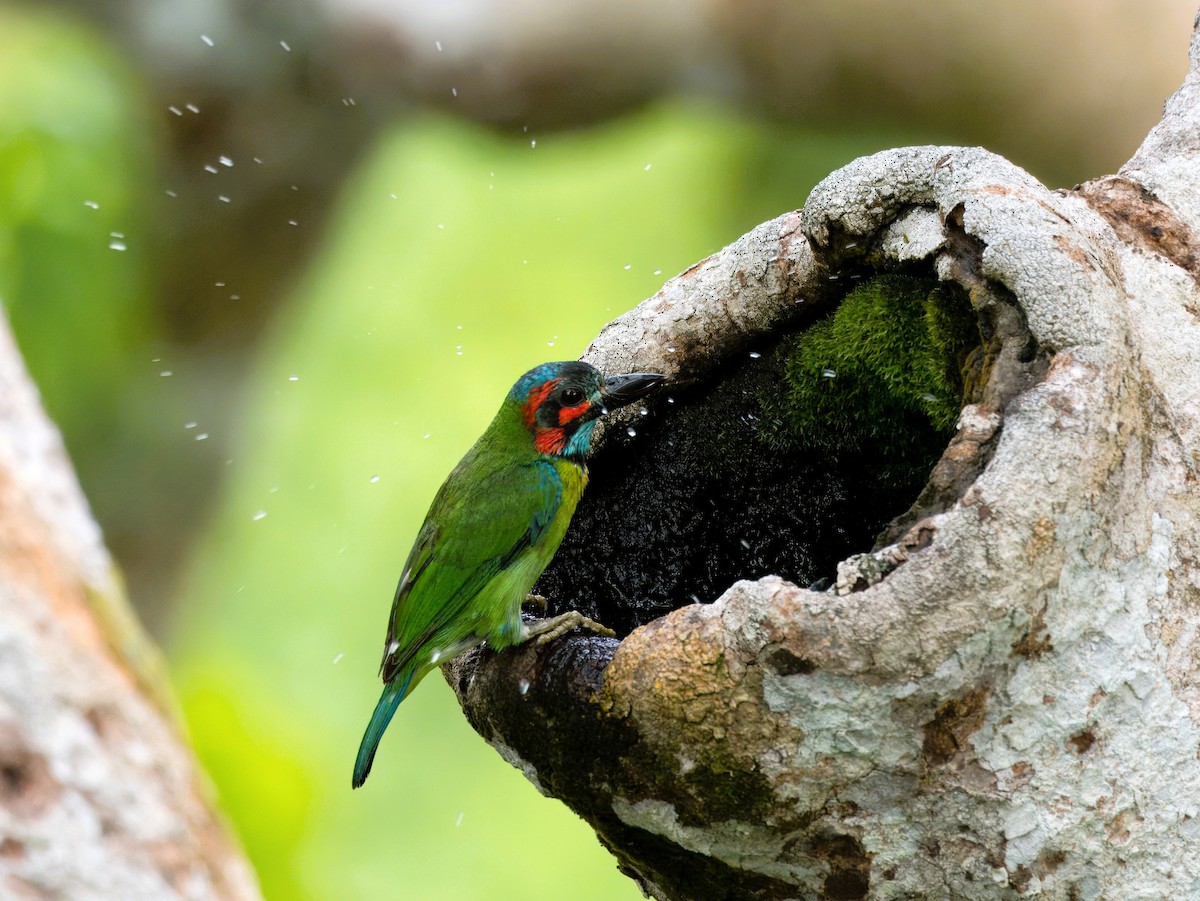Black-eared Barbet - ML642059204