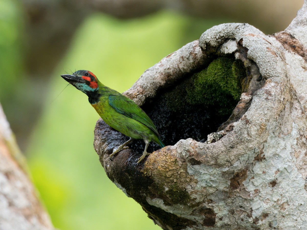 Black-eared Barbet - ML642059205