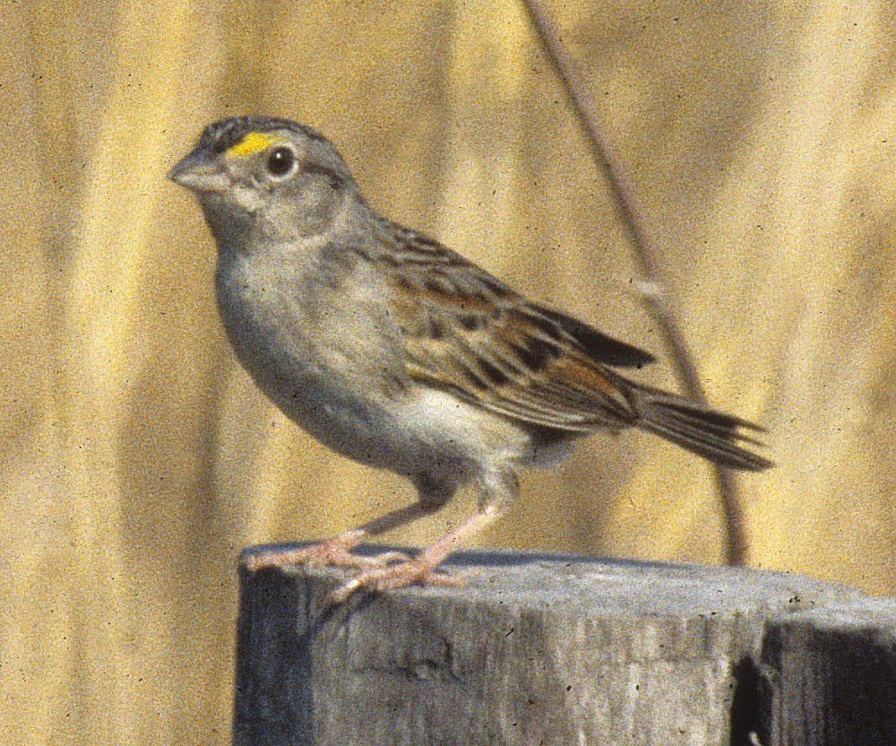 Grassland Sparrow - ML642059213