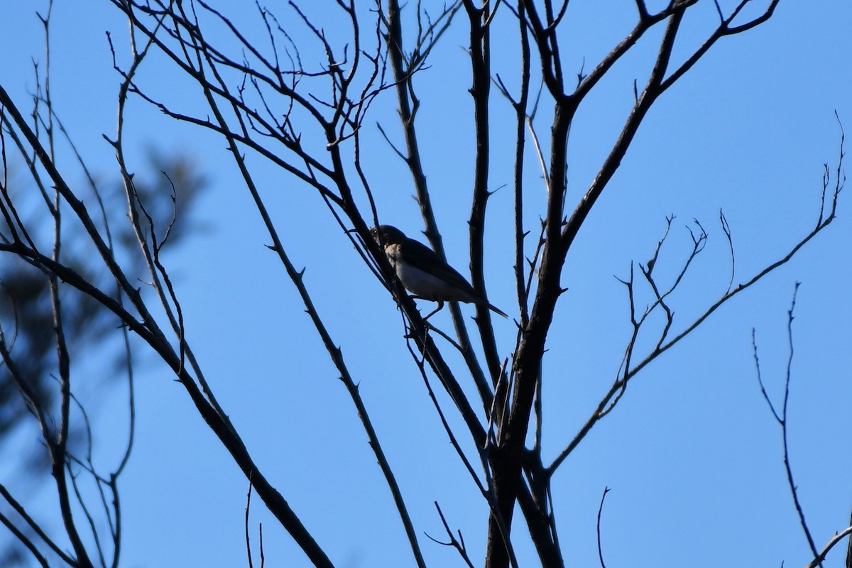Black Honeyeater - ML642059216