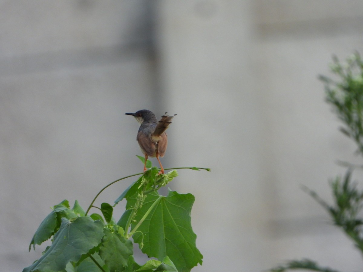 Ashy Prinia - ML642059217