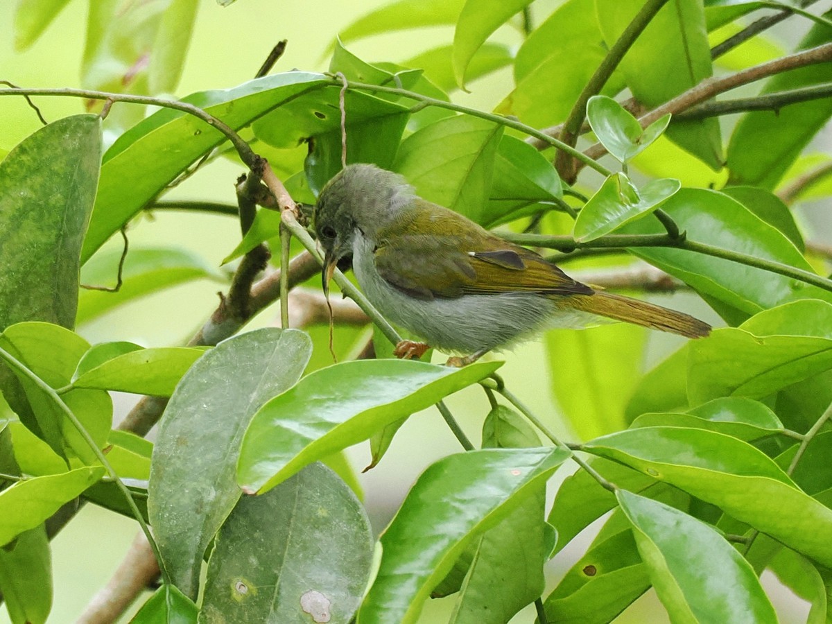 Plain Sunbird - ML642059227