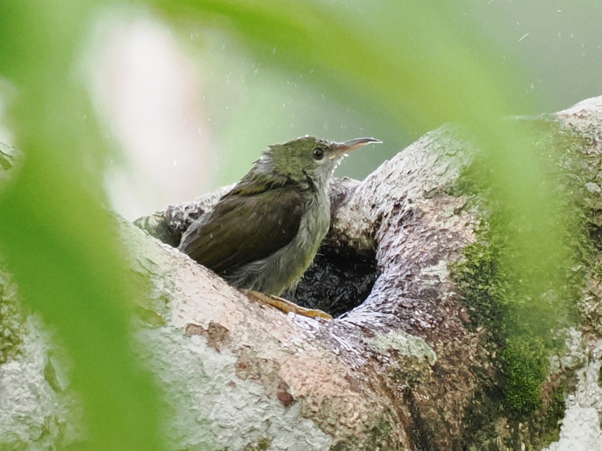 Plain Sunbird - ML642059228