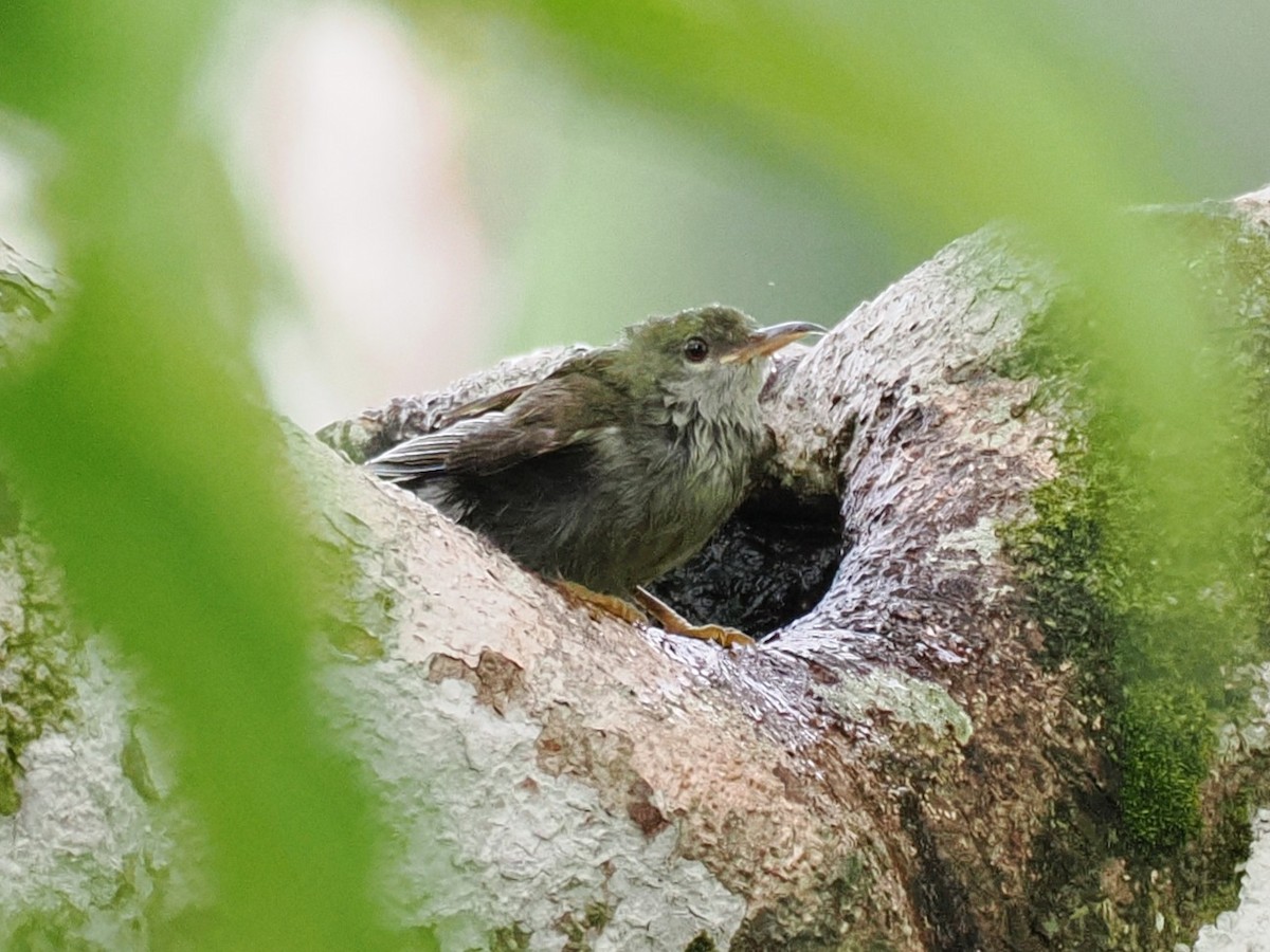 Plain Sunbird - ML642059230