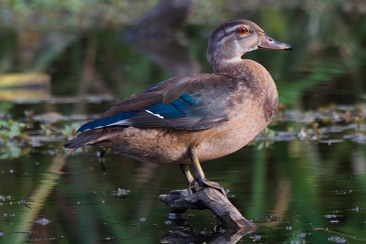 Wood Duck - ML642059231