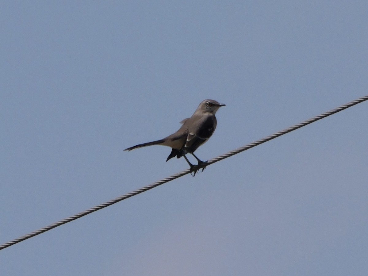 Northern Mockingbird - ML642059232