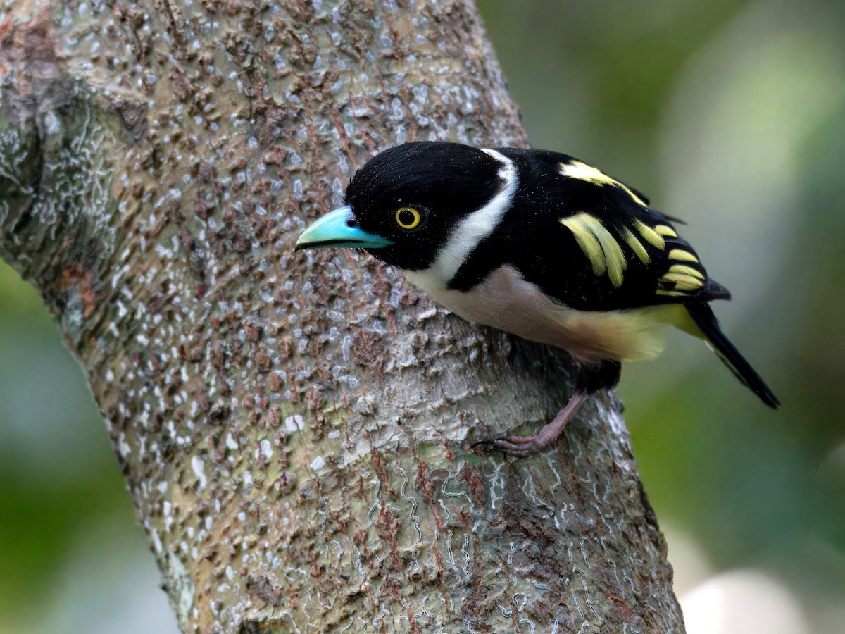 Black-and-yellow Broadbill - ML642059233