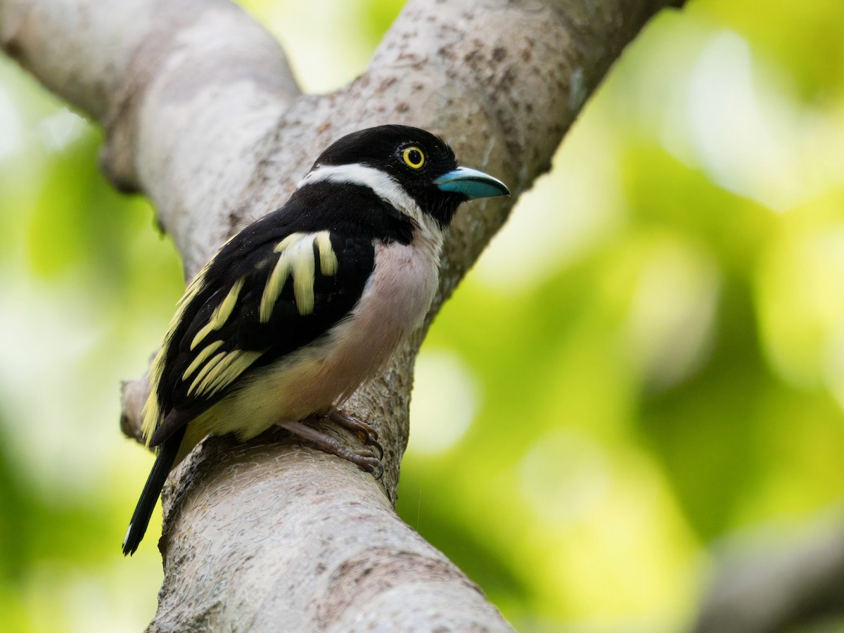 Black-and-yellow Broadbill - ML642059235