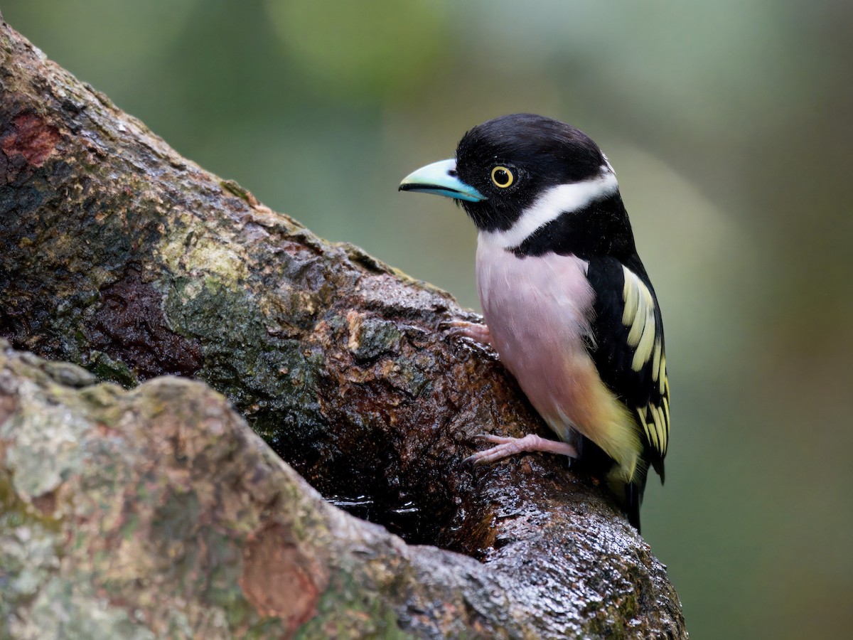 Black-and-yellow Broadbill - ML642059237