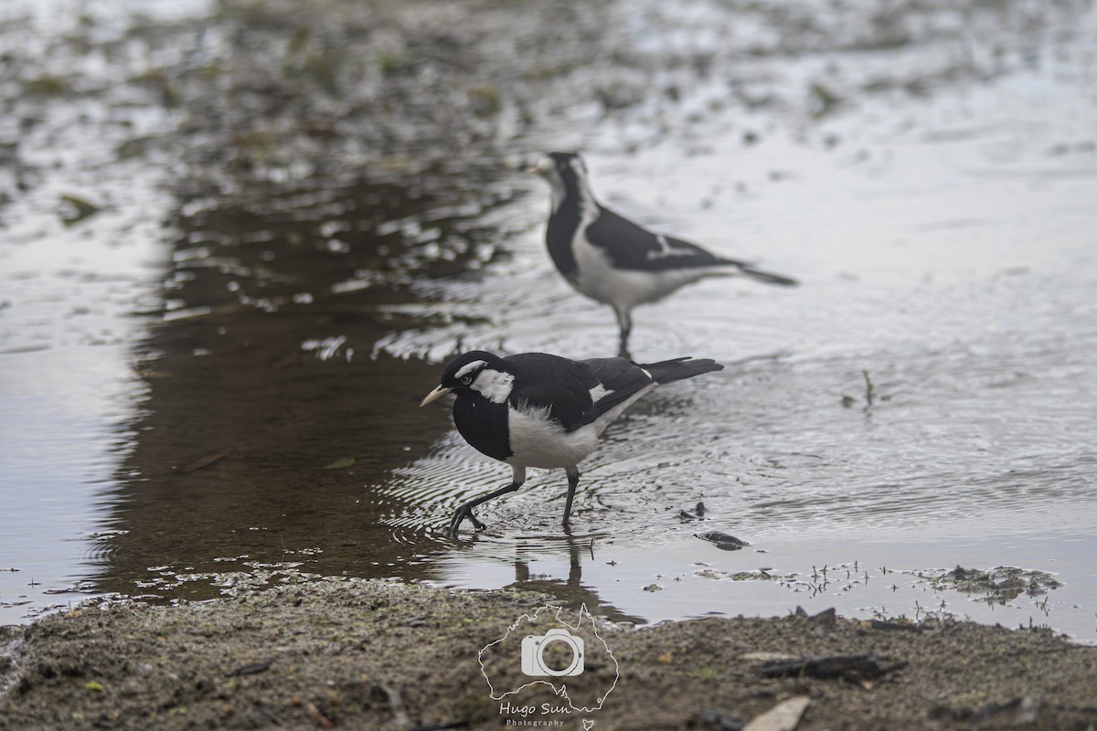 Magpie-lark - ML642059238
