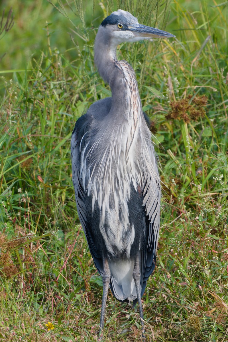 Great Blue Heron - ML642059240