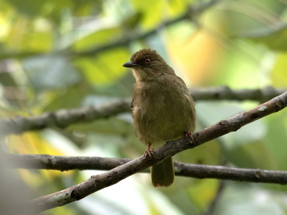Red-eyed Bulbul - ML642059246