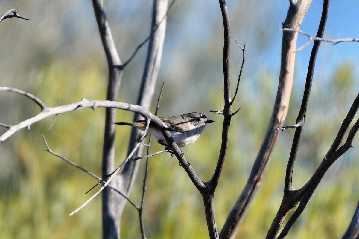 Inland Thornbill - ML642059251