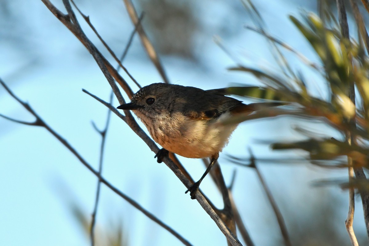 Inland Thornbill - ML642059252