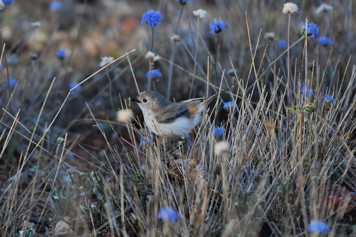 Inland Thornbill - ML642059253