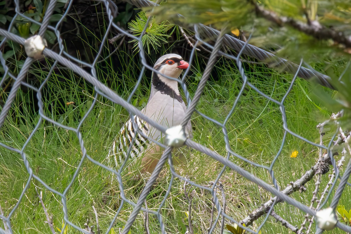 Rock Partridge - ML642059259