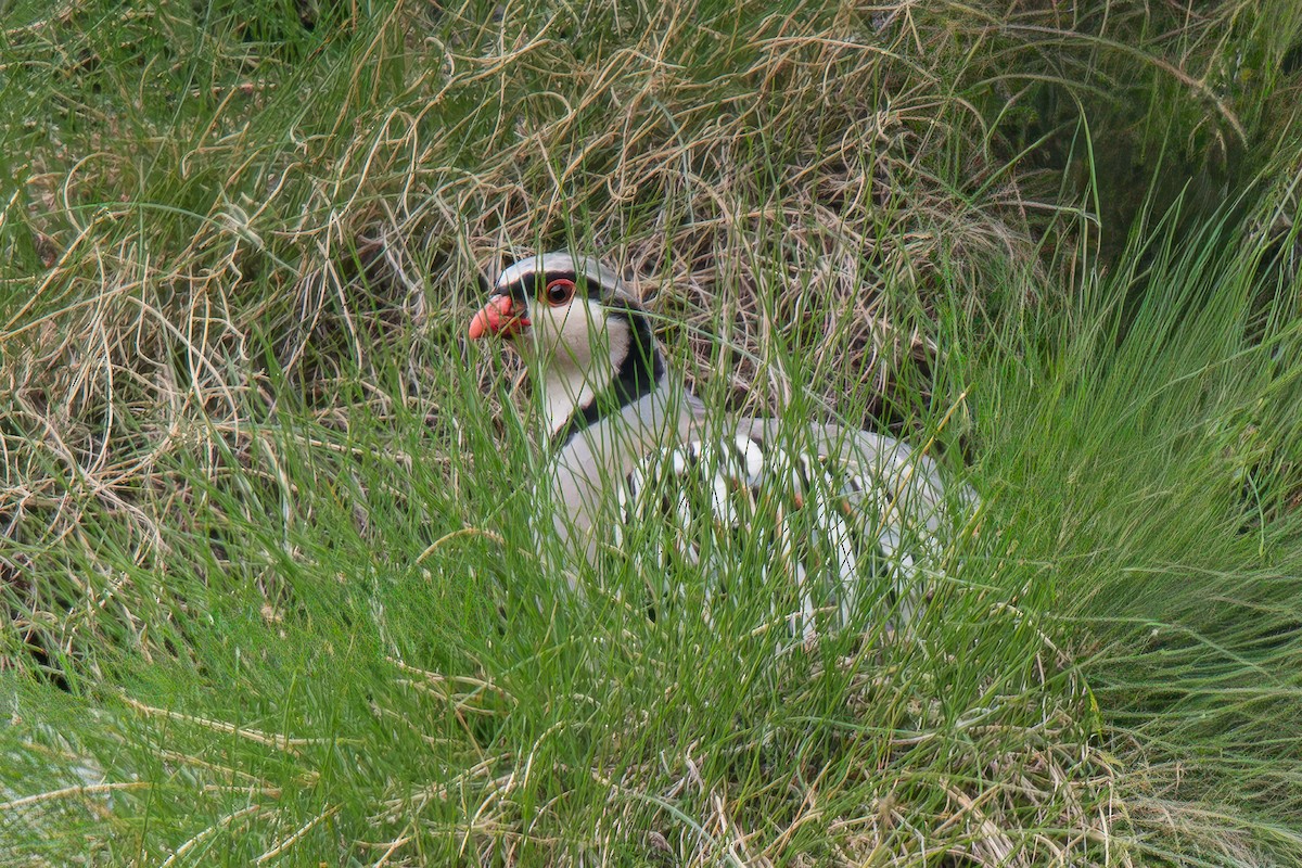 Rock Partridge - ML642059260