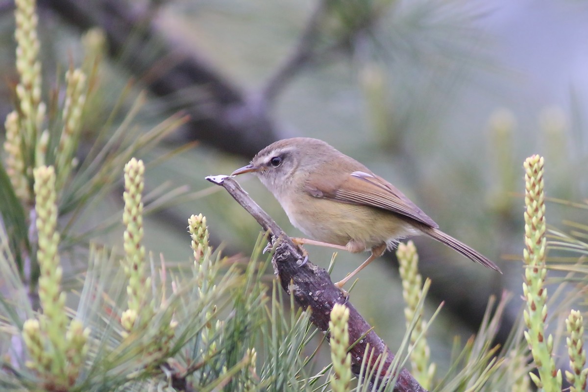 Yellowish-bellied Bush Warbler - ML642059269