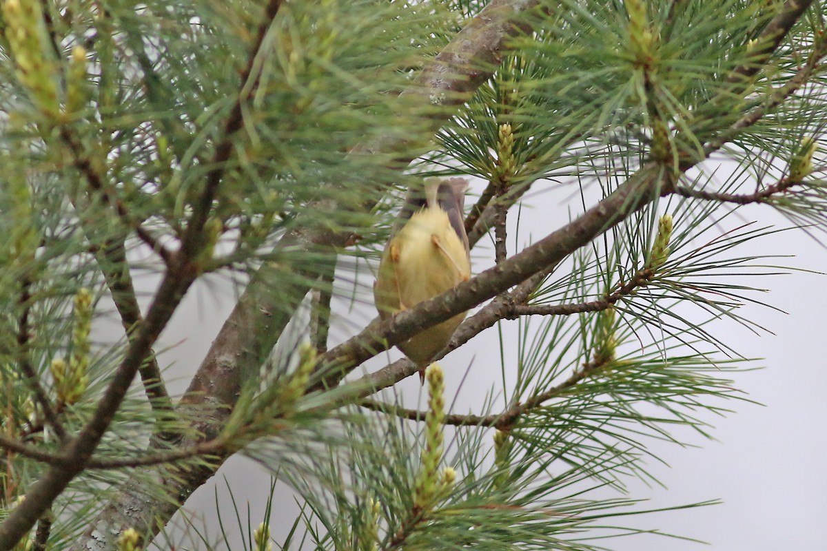 Yellowish-bellied Bush Warbler - ML642059270