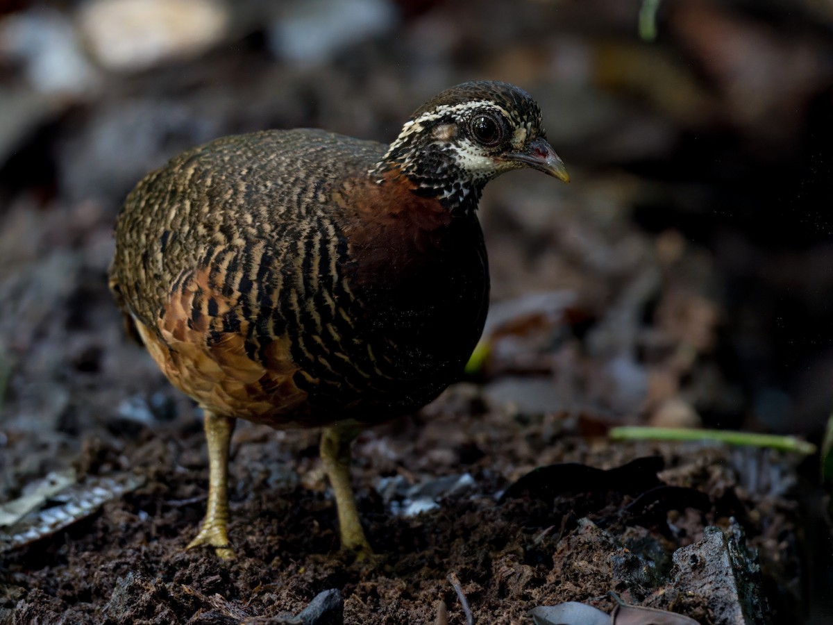 Sabah Partridge - ML642059271