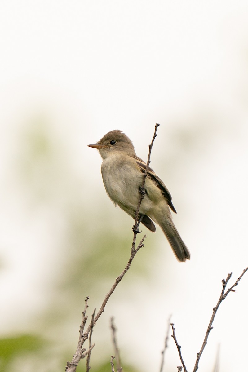 Willow Flycatcher - ML642059278