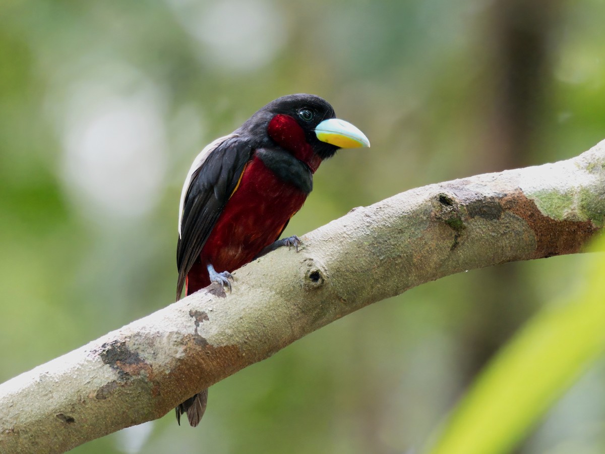 Black-and-red Broadbill - ML642059295