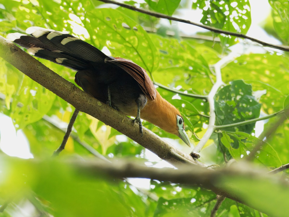 Raffles's Malkoha - ML642059297