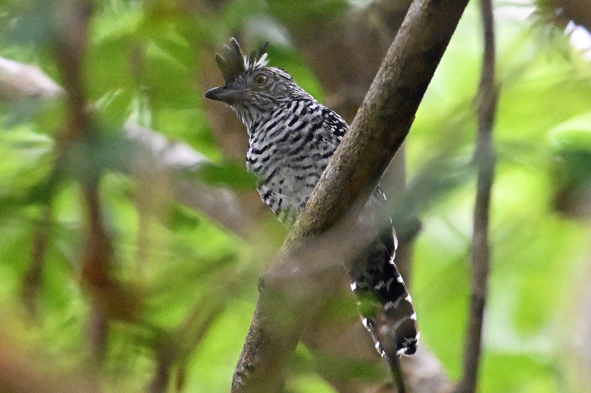 Barred Antshrike - ML642059301