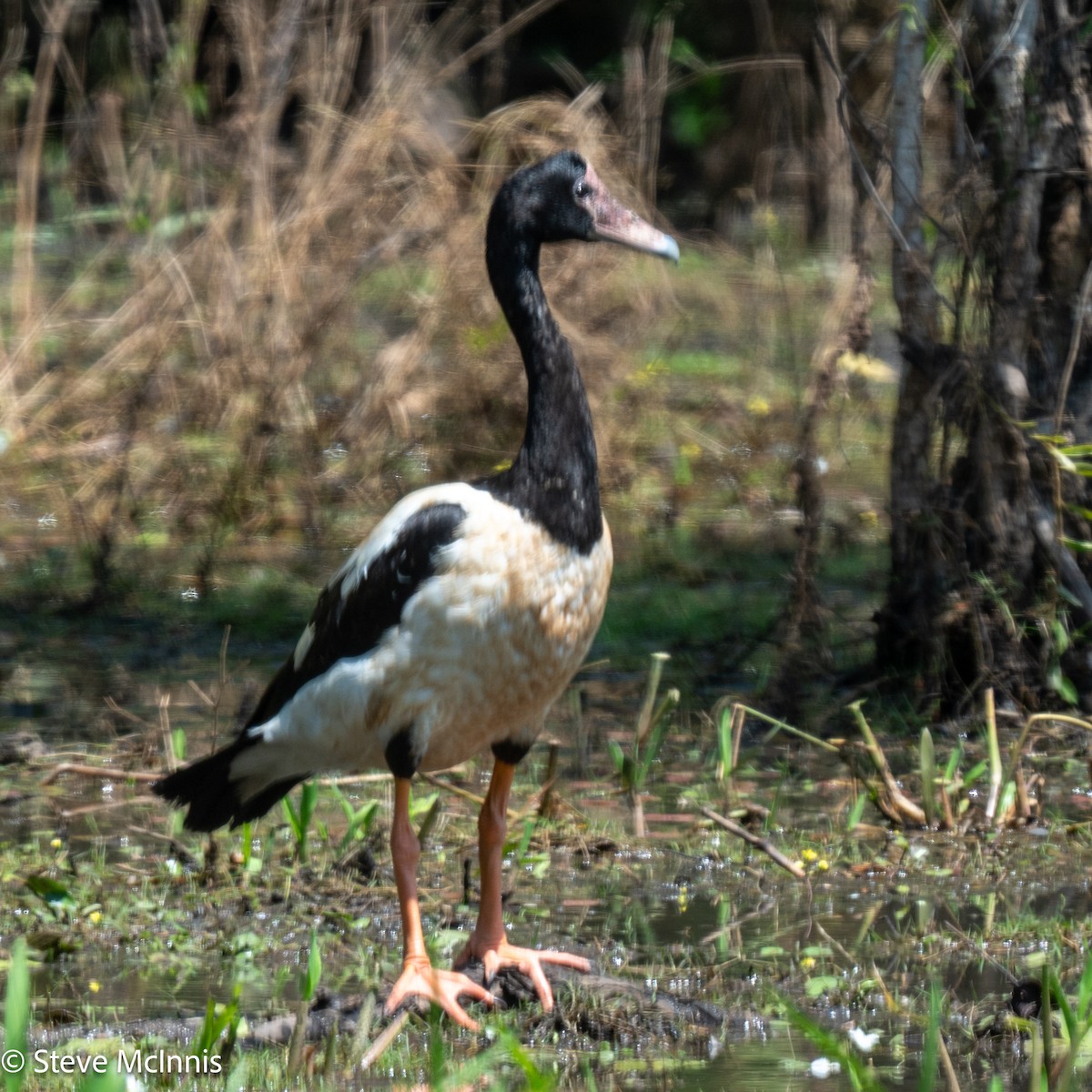 Magpie Goose - ML642059317
