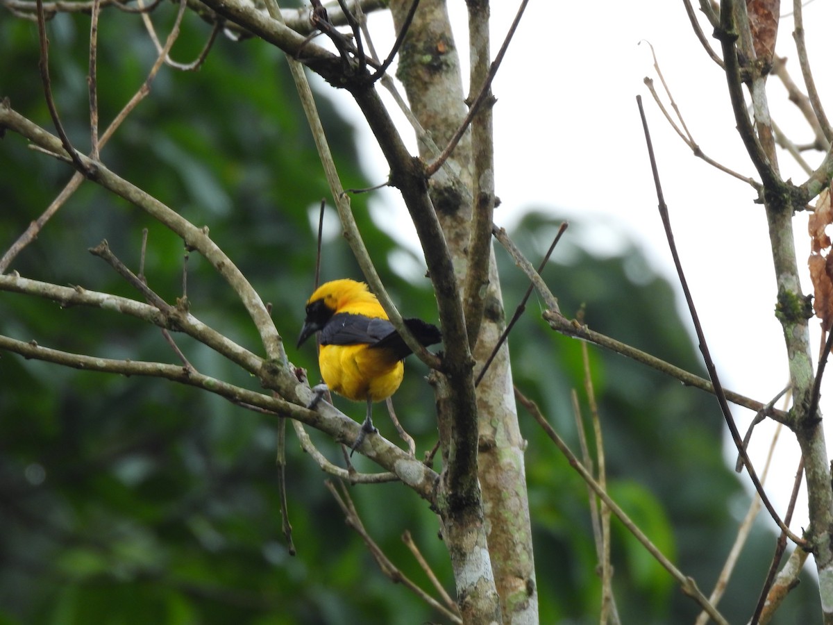 Turpial Dorsidorado - ML642059330