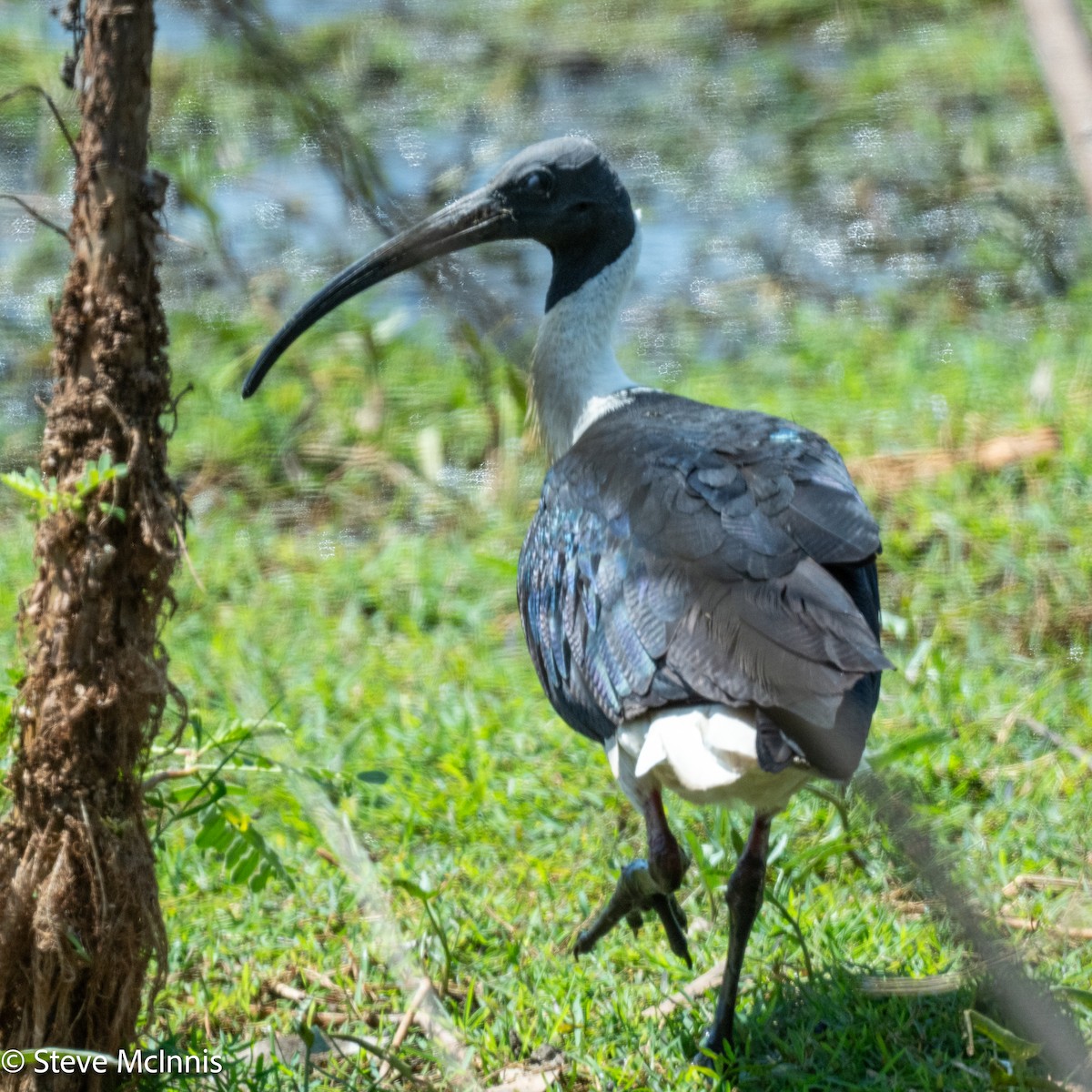 Ibis Tornasolado - ML642059344