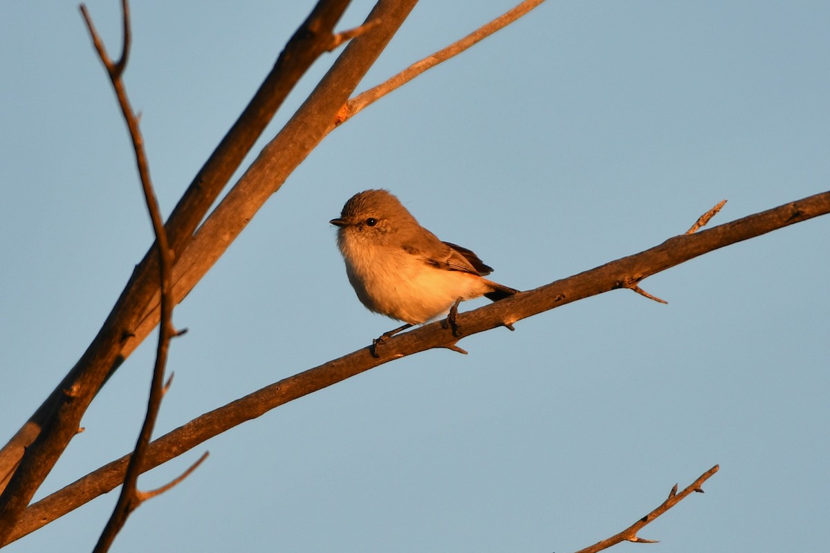 Graurücken-Dornschnabel - ML642059351