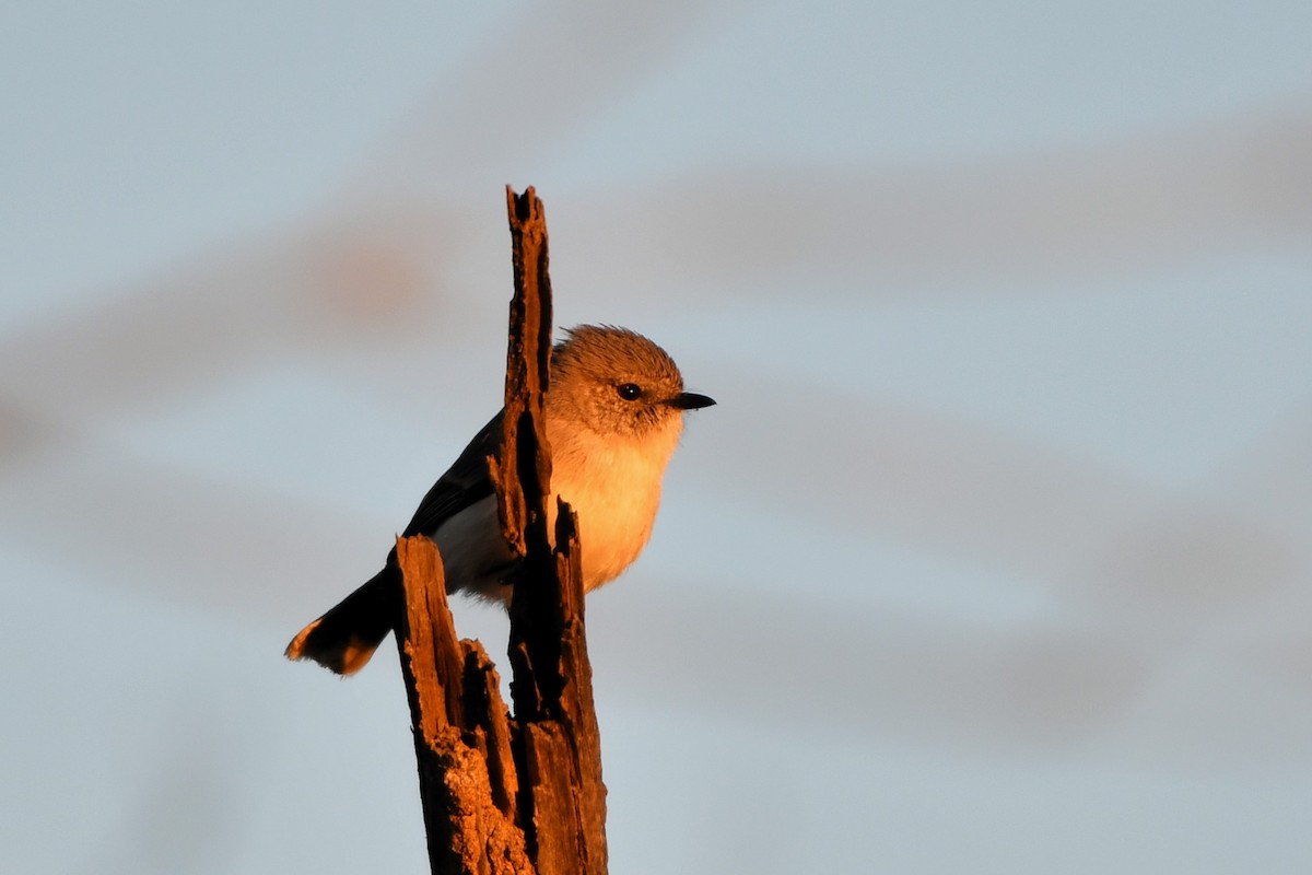 Graurücken-Dornschnabel - ML642059352