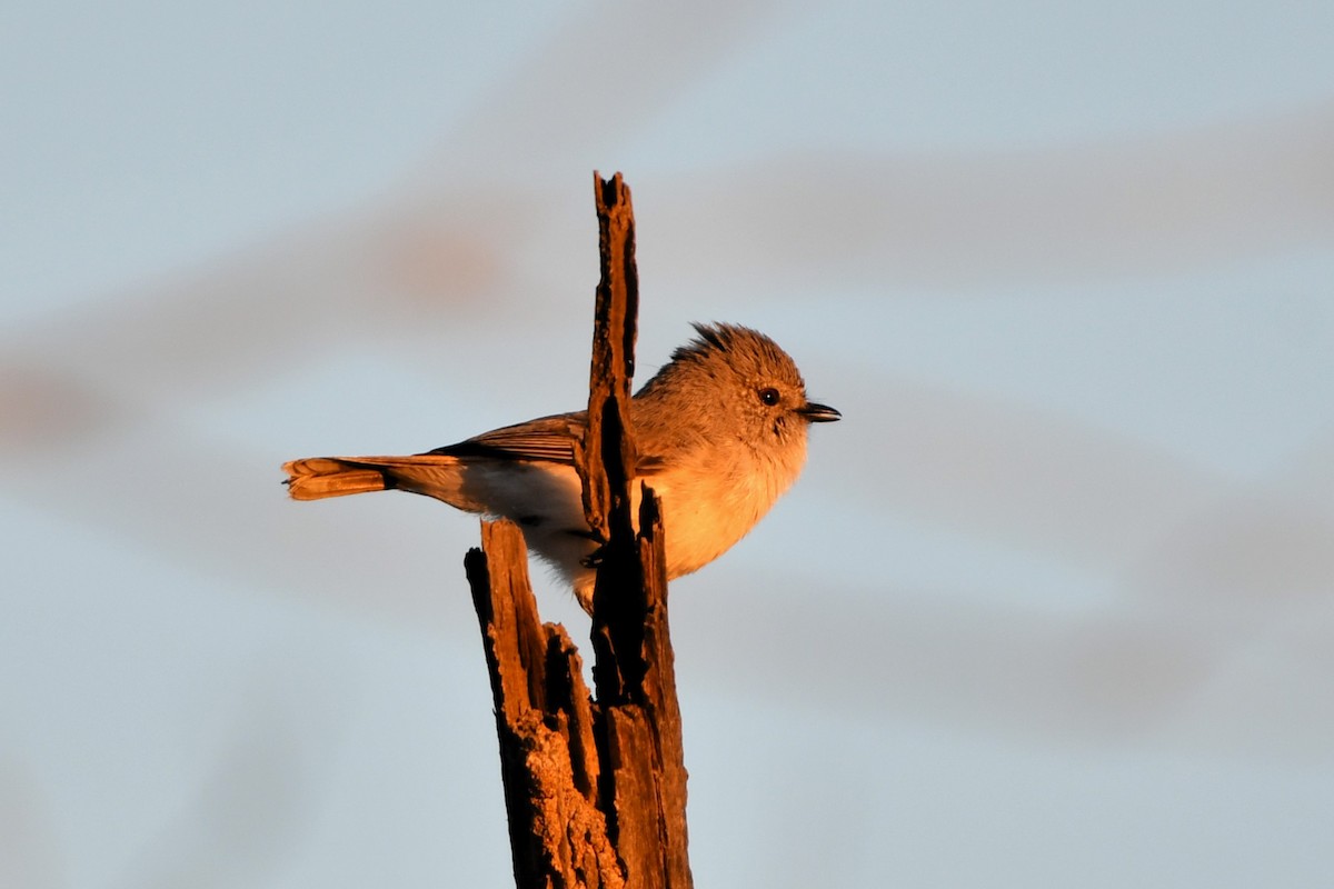 Graurücken-Dornschnabel - ML642059353