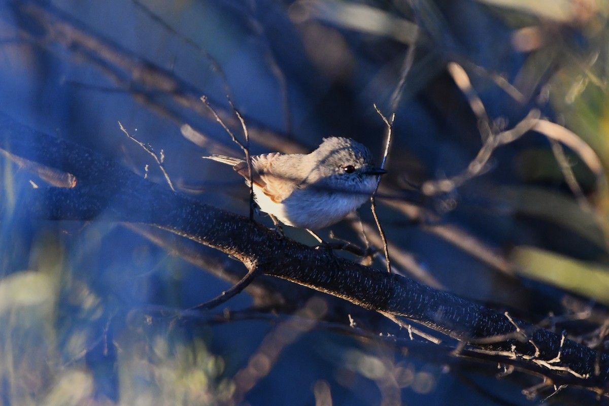 Graurücken-Dornschnabel - ML642059354