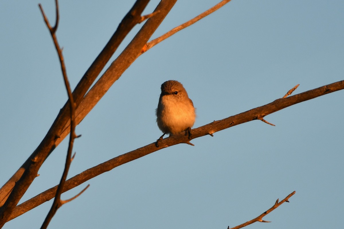 Graurücken-Dornschnabel - ML642059355