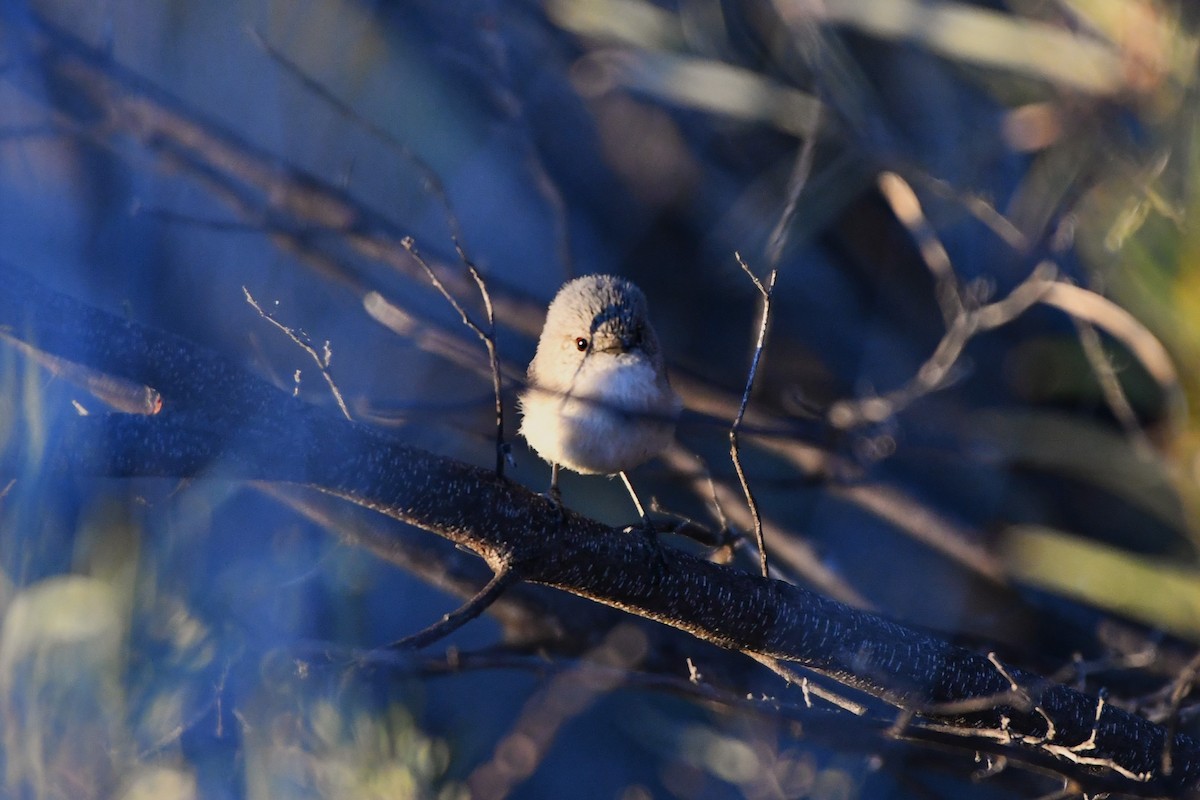 Graurücken-Dornschnabel - ML642059360