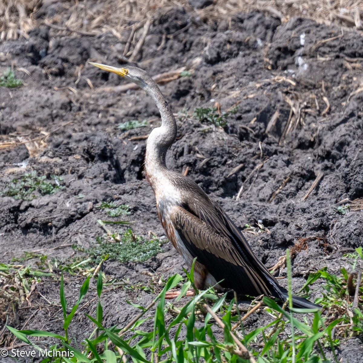 Australasian Darter - ML642059373