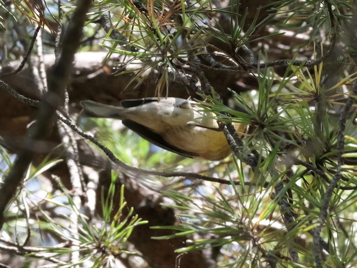 Pine Warbler - ML642059379