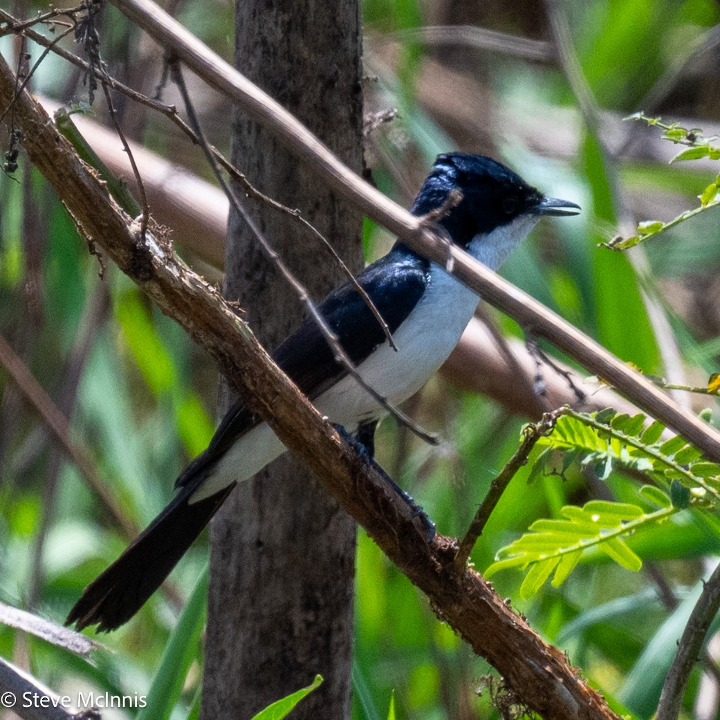 Paperbark Flycatcher - ML642059383
