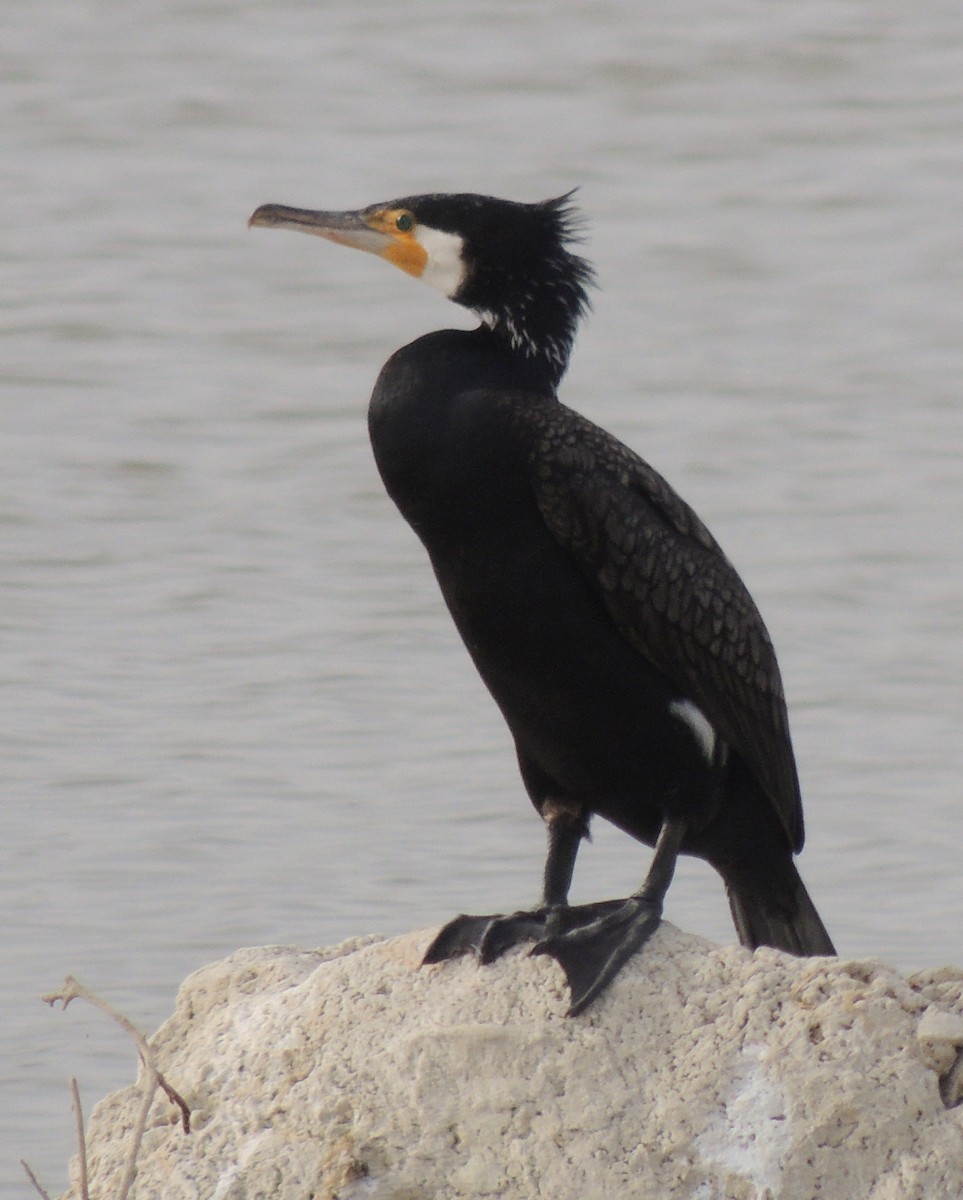 Great Cormorant - ML642059384
