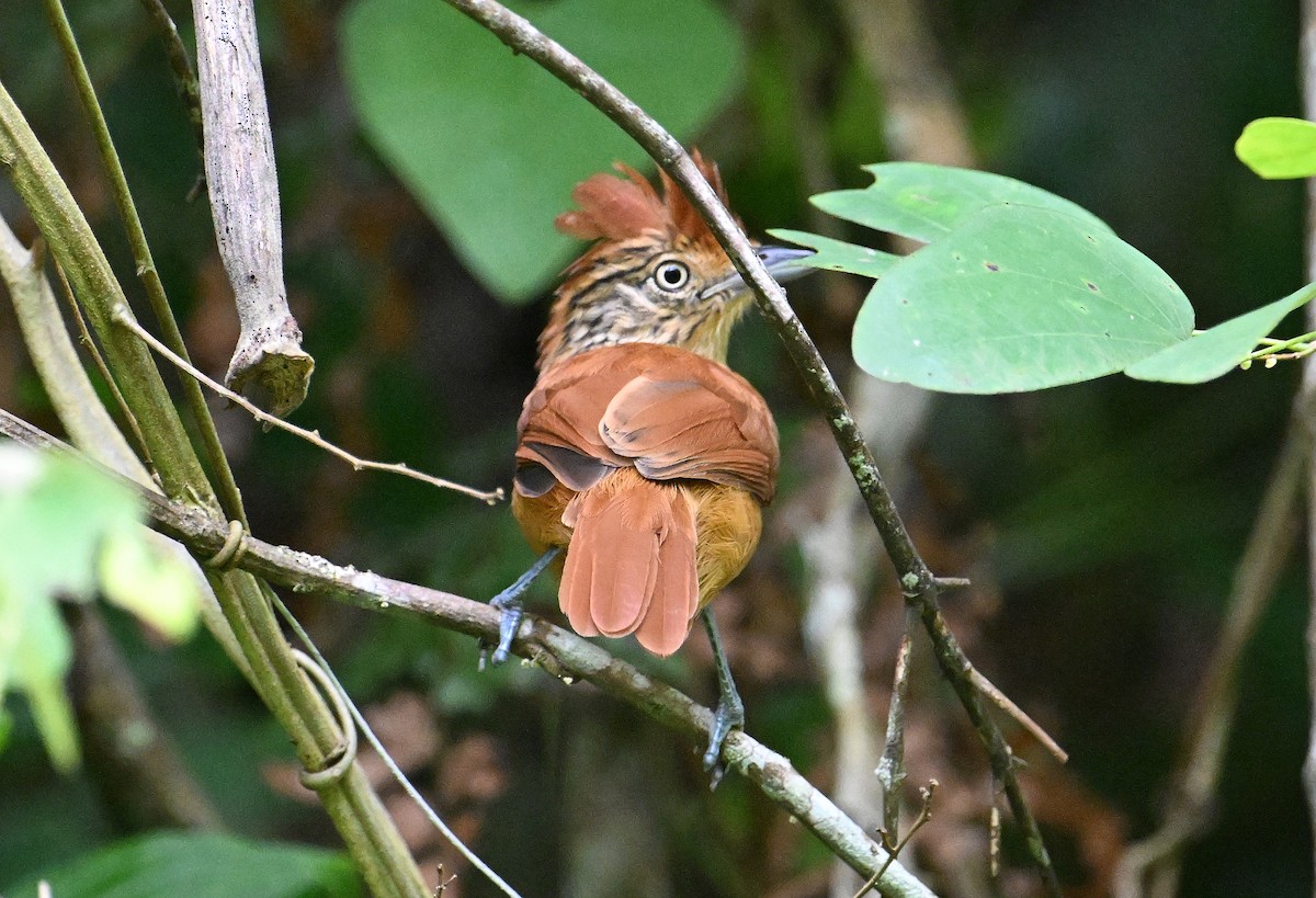 Barred Antshrike - ML642059424