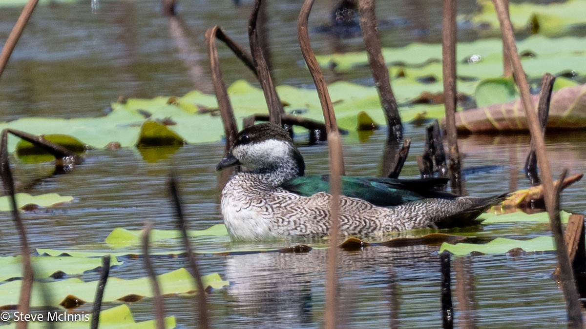 Green Pygmy-Goose - ML642059438