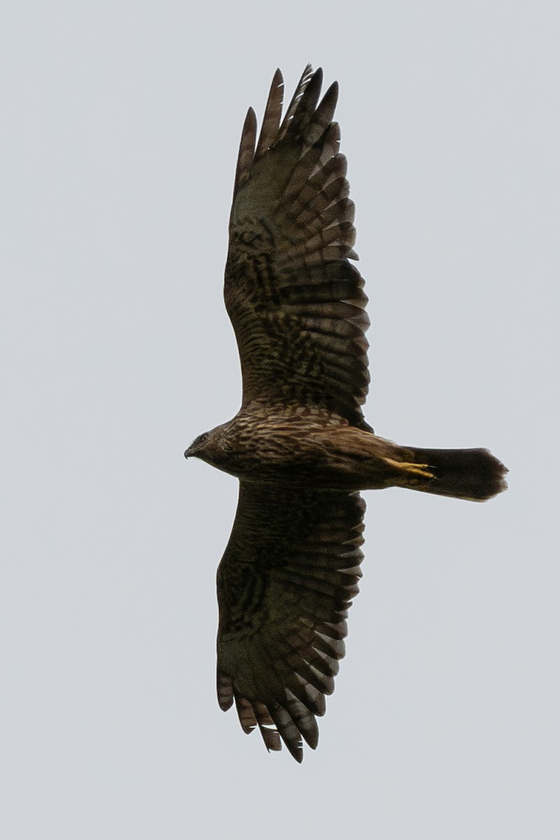 Eastern Marsh Harrier - ML642059441