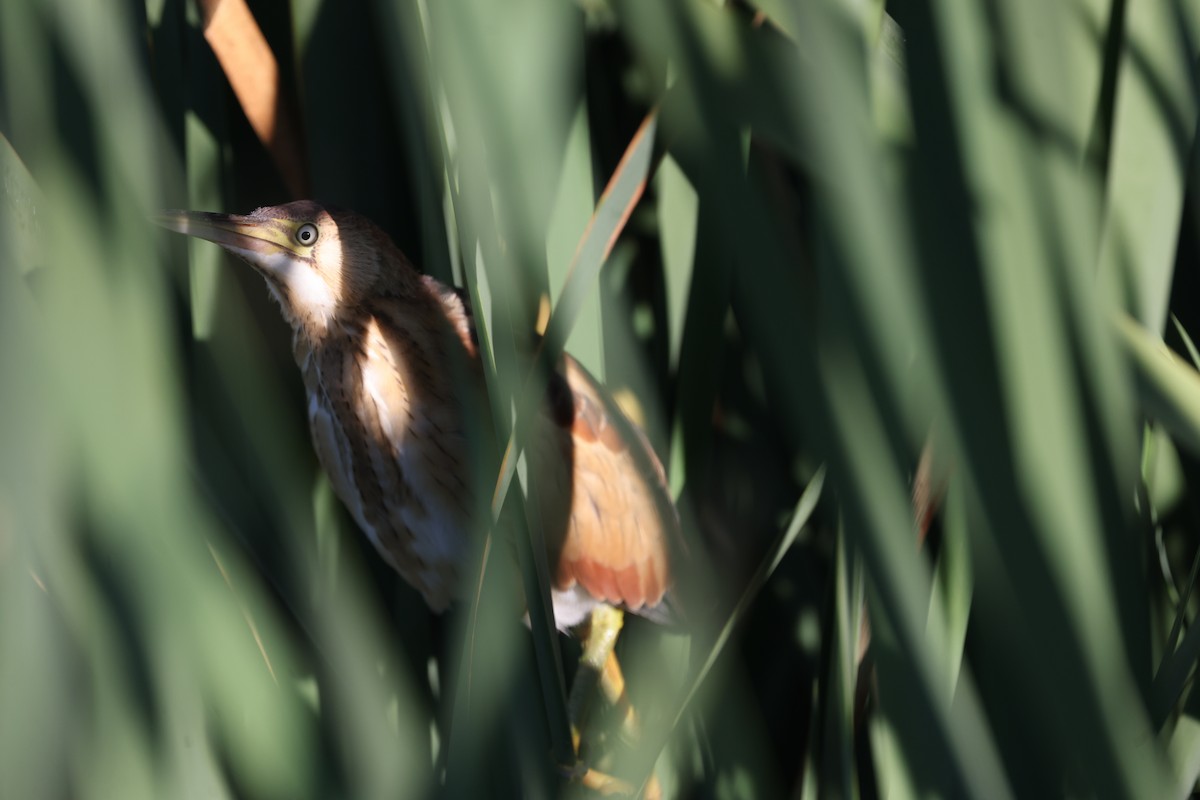 Least Bittern - ML642059444