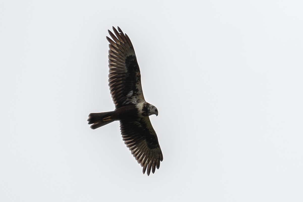 Eastern Marsh Harrier - ML642059447