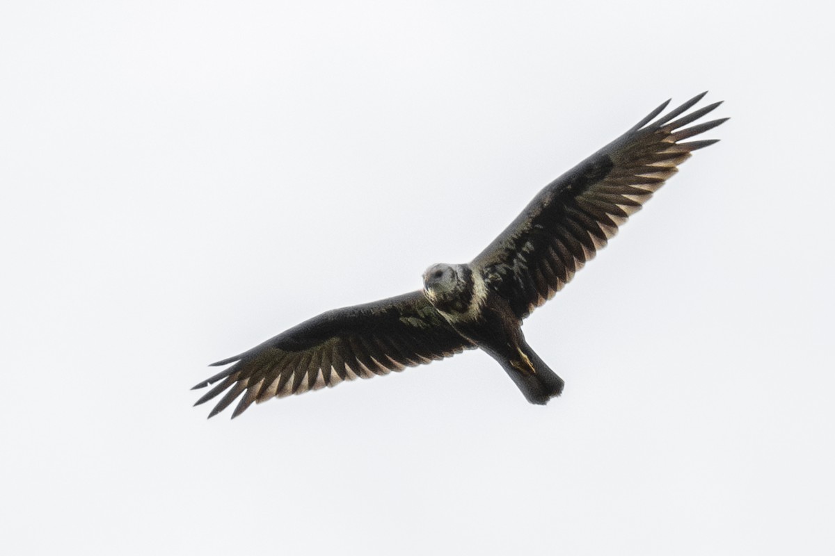 Eastern Marsh Harrier - ML642059448